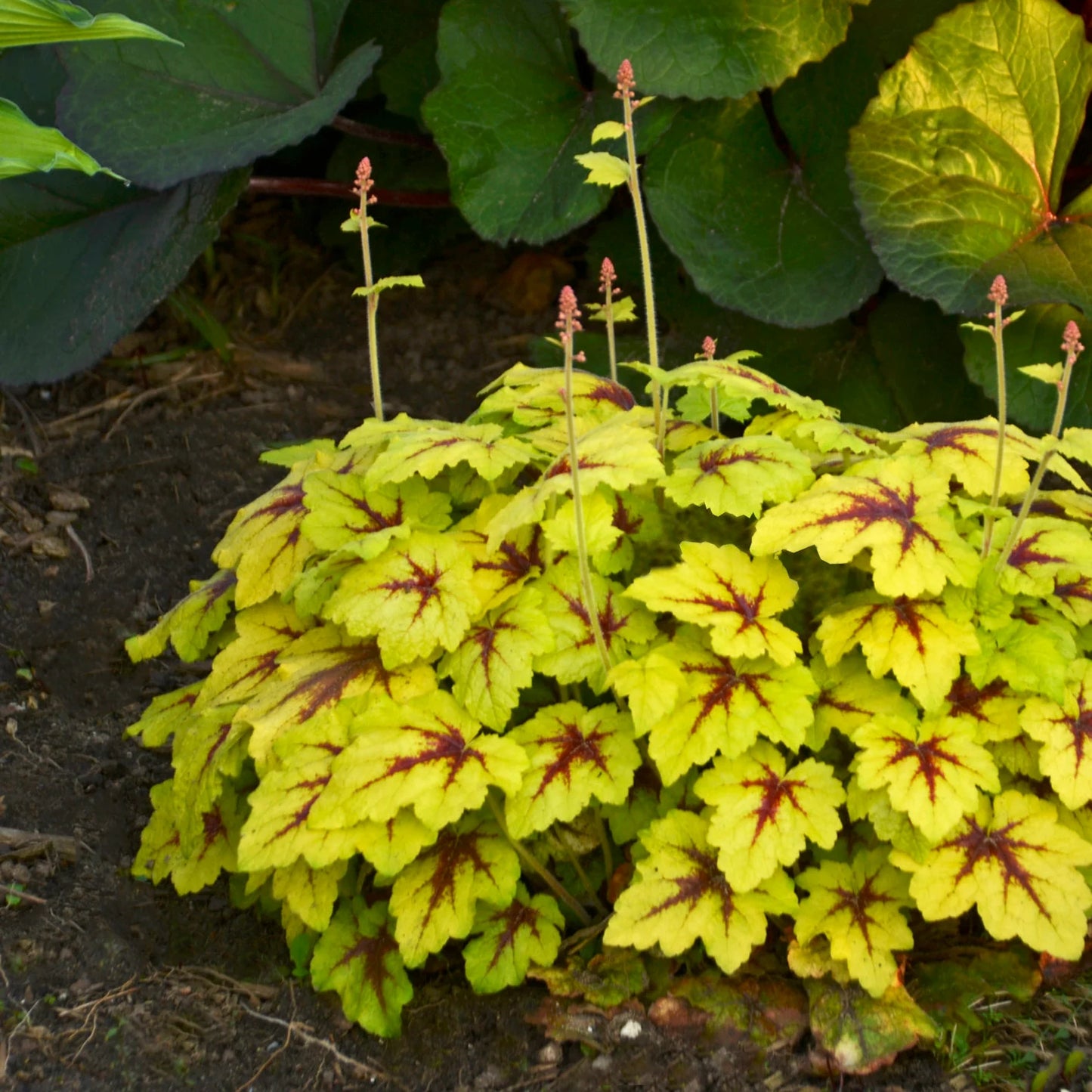 Heuchera 'Catching Fire' Starter Coral Bells Perennials. Vibrant Lime Green Leaves with Cherry Red Fire Markings. Loves Shade.