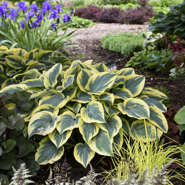 'First Frost' Perennial Hosta. Easy to Grow. Attracts Hummingbirds. Shipped Trimmed.