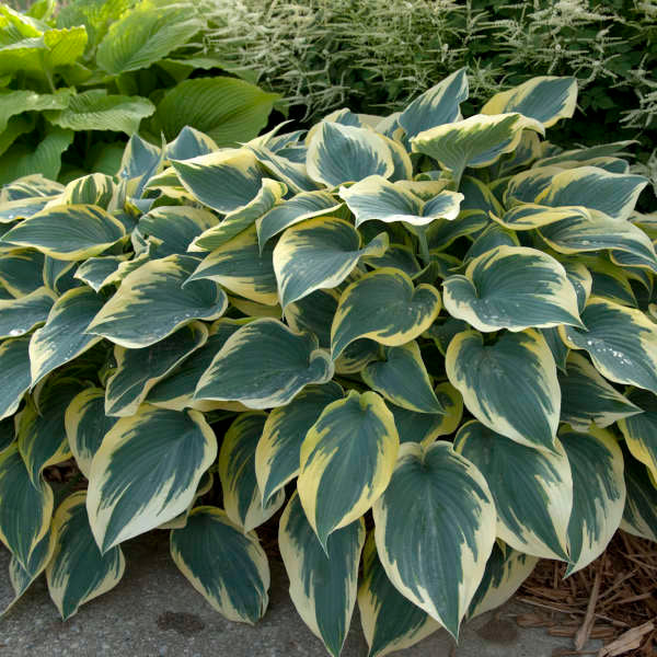 First Frost Perennial Hosta. Easy to Grow. Attracts Hummingbirds. Shipped Trimmed.