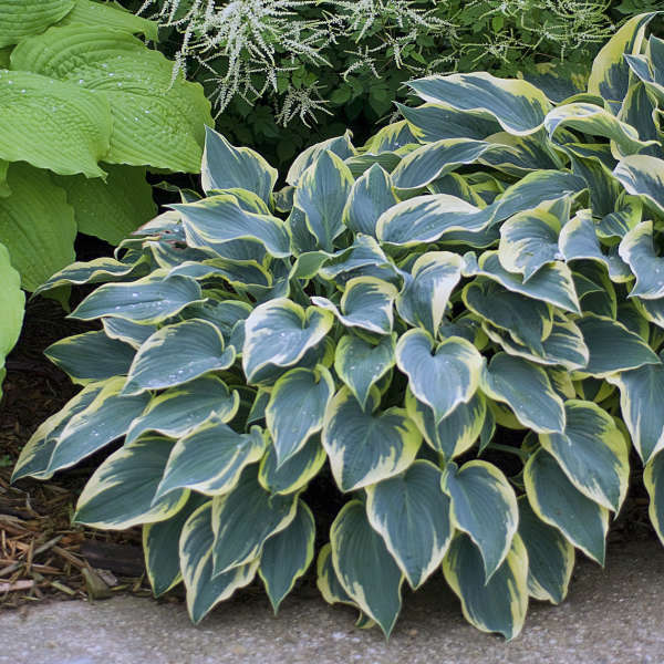First Frost Perennial Hosta. Easy to Grow. Attracts Hummingbirds. Shipped Trimmed.