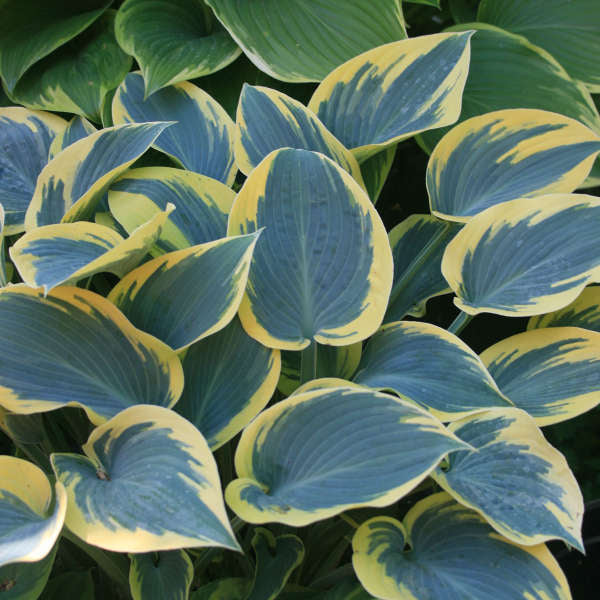 First Frost Perennial Hosta. Easy to Grow. Attracts Hummingbirds. Shipped Trimmed.