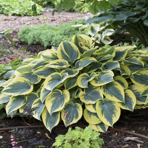 First Frost Perennial Hosta. Easy to Grow. Attracts Hummingbirds. Shipped Trimmed.
