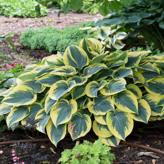 'First Frost' Perennial Hosta. Easy to Grow. Attracts Hummingbirds. Shipped Trimmed.