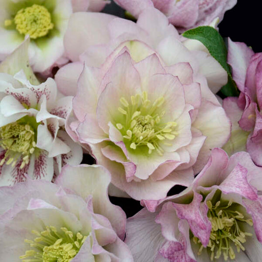 Helleborus 'Flower Girl' Lenten Rose Perennial. Breathtaking Shades of Pink.