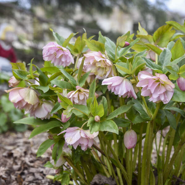 Helleborus 'Flower Girl' Lenten Rose Perennial. Breathtaking Shades of Pink.