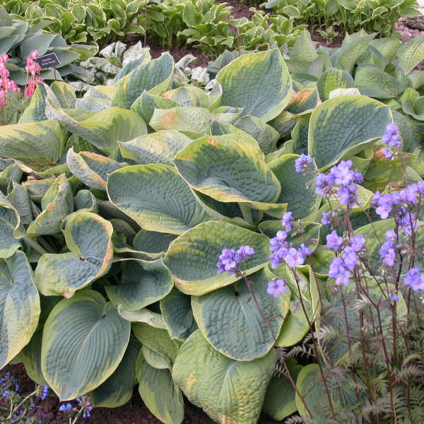 Live 'Frances Williams' Starter Perennial Flowering Hosta. Attracts Hummingbirds.