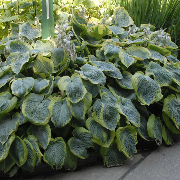 Live 'Frances Williams' Starter Perennial Flowering Hosta. Attracts Hummingbirds.