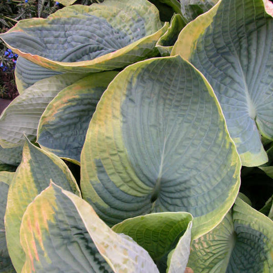 Live 'Frances Williams' Starter Perennial Flowering Hosta. Attracts Hummingbirds.