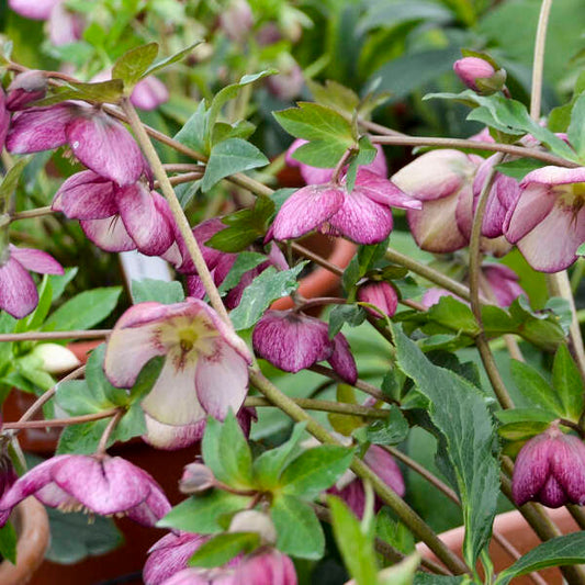 Helleborus 'French Kiss' Lenten Rose Perennial. Honeymoon Series. Delightful Large Blossoms.
