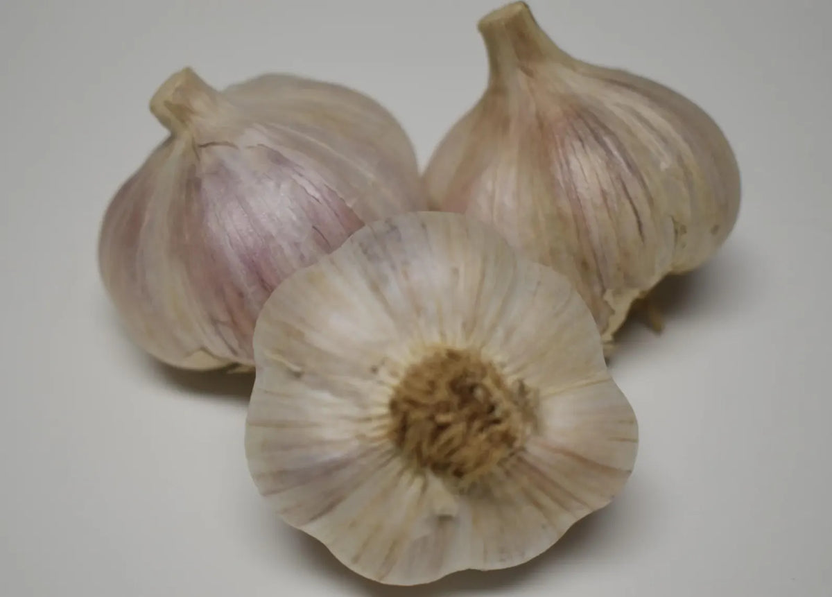 5 Blue Penasco Garlic Heads. Ready to Plant for Harvest Next Season.