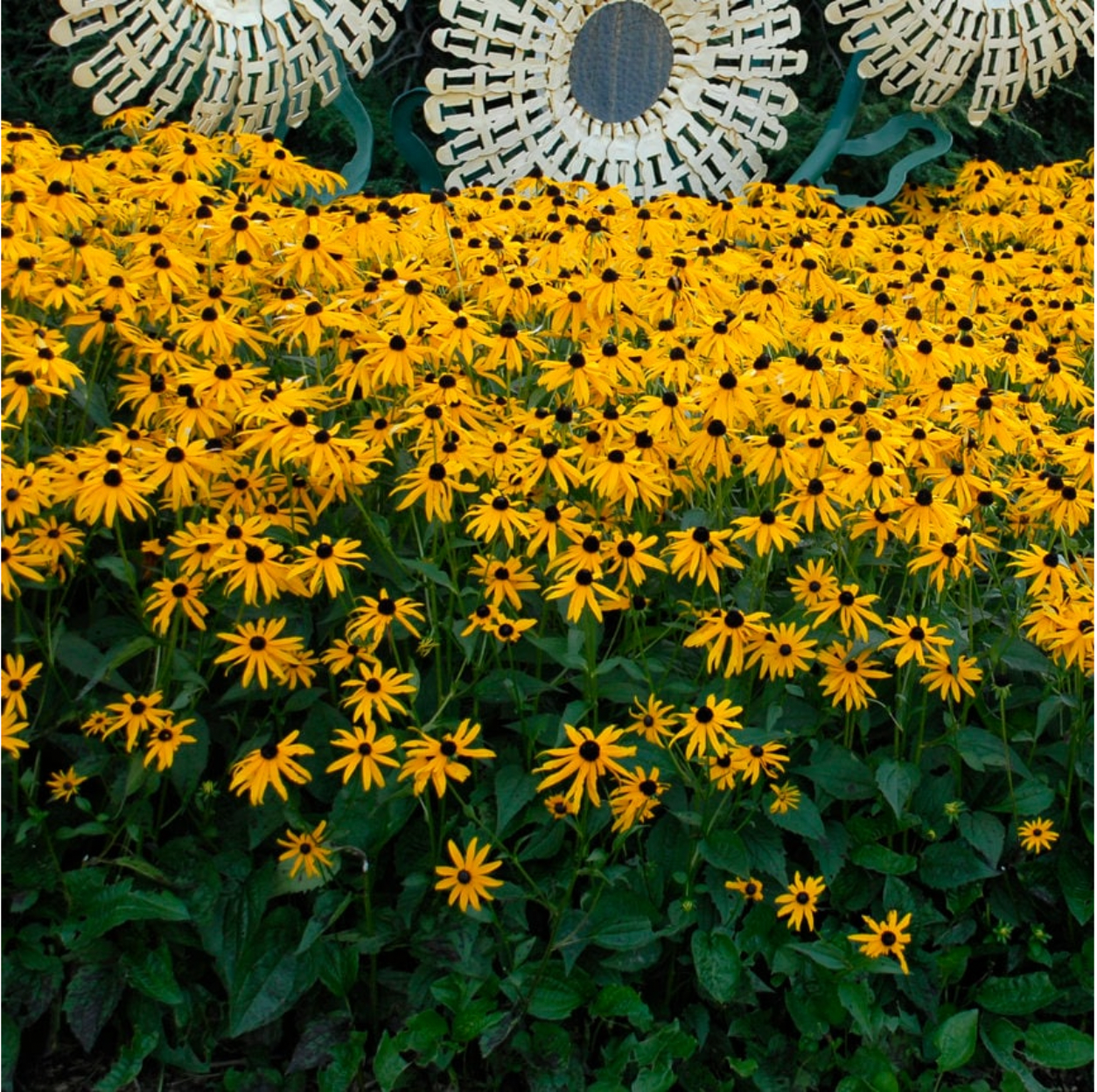 3 Live Goldstrum Rudbeckia Black eyed Susan Perennials. Stunning Colors. Attracts Butterflies. Ready to Plant.