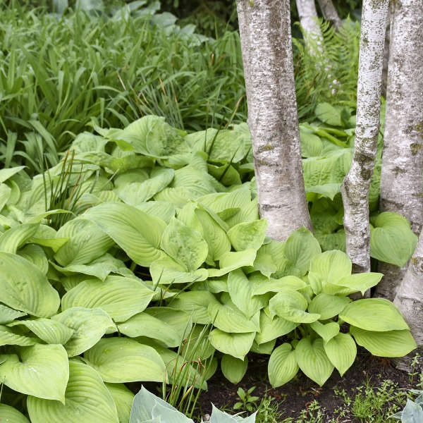 Guacamole Hosta Perennial. Cool Colors. Shipped Trimmed and Ready to Plant. Attracts Butterflies and Hummingbirds. Quantity Discounts.