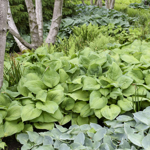 Guacamole Hosta Perennial. Cool Colors. Shipped Trimmed and Ready to Plant. Attracts Butterflies and Hummingbirds. Quantity Discounts.