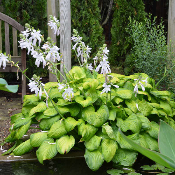 Guacamole Hosta Perennial. Cool Colors. Shipped Trimmed and Ready to Plant. Attracts Butterflies and Hummingbirds. Quantity Discounts.