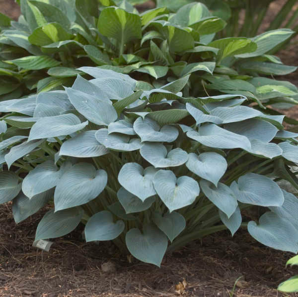 Hosta 'Halcyon.' Mid-Size Stunning Blue Hosta. Superb Grower.
