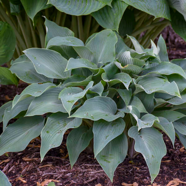 Hosta 'Halcyon.' Mid-Size Stunning Blue Hosta. Superb Grower.