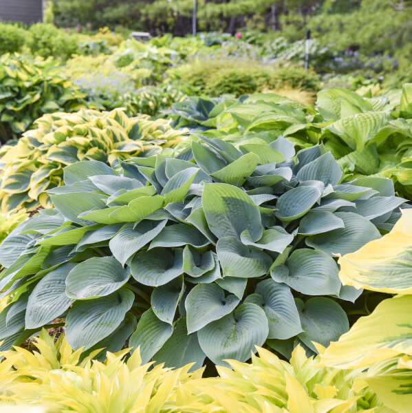 Hosta 'Halcyon.' Mid-Size Stunning Blue Hosta. Superb Grower.