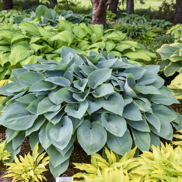 Hosta 'Halcyon.' Mid-Size Stunning Blue Hosta. Superb Grower.