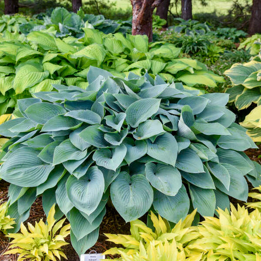 Hosta 'Halcyon.' Mid-Size Stunning Blue Hosta. Superb Grower.