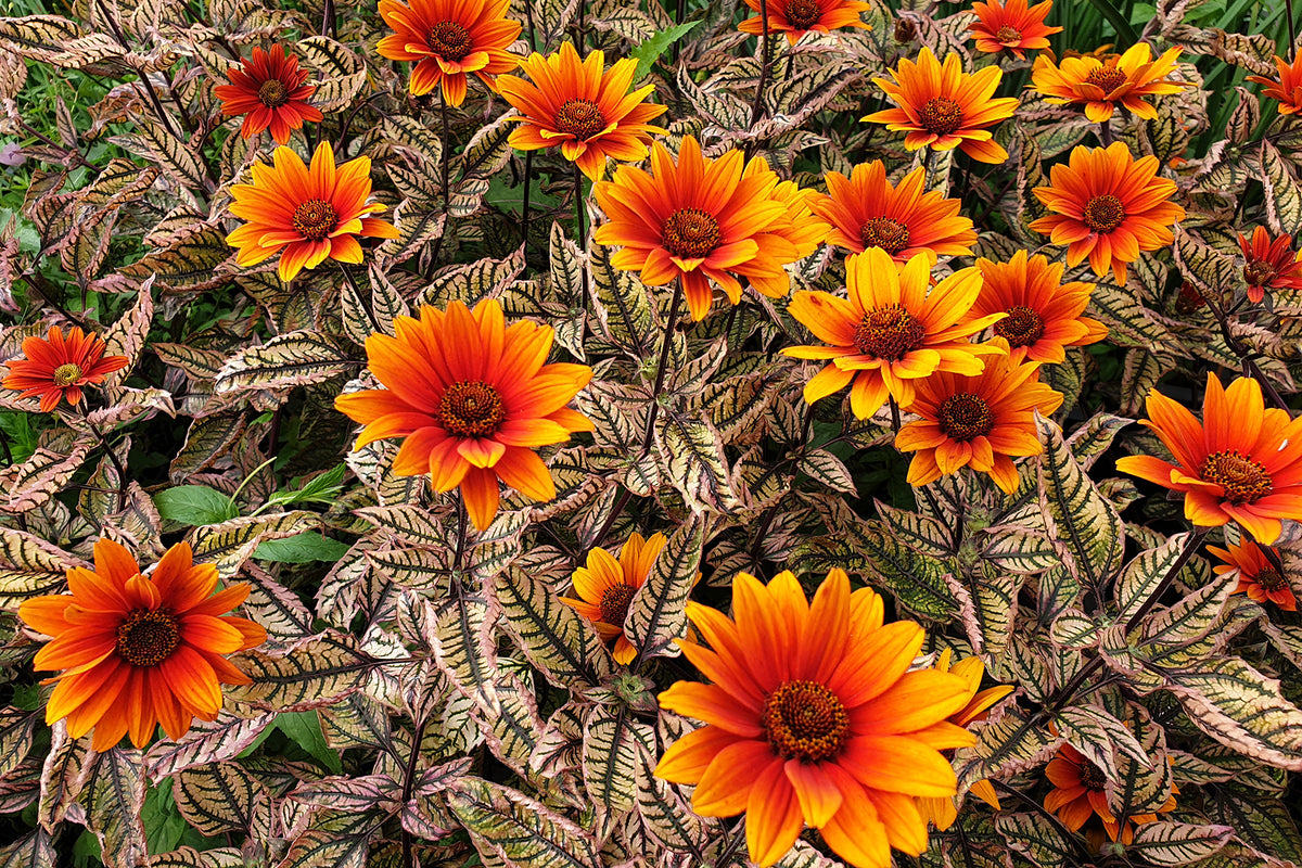Creek Hill Nursery / Heliopsis 'Orange Marble'