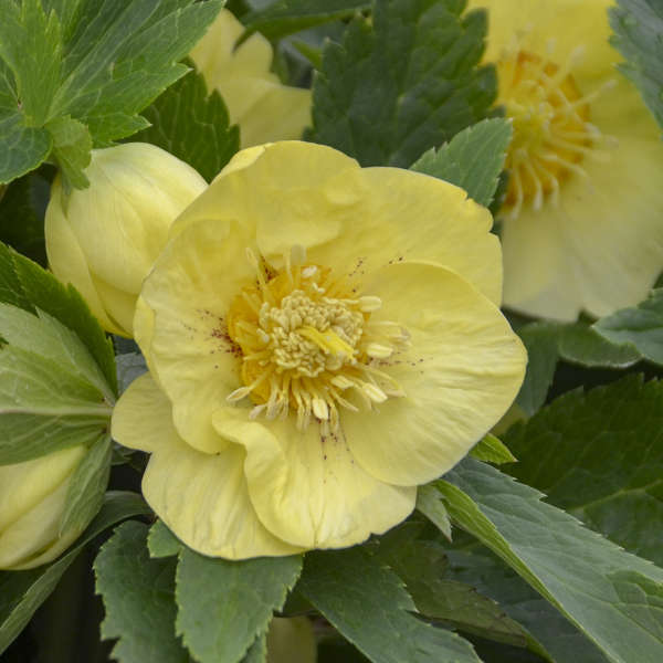Helleborus 'California Dreaming' Lenten Rose Perennial. Stunning Color.