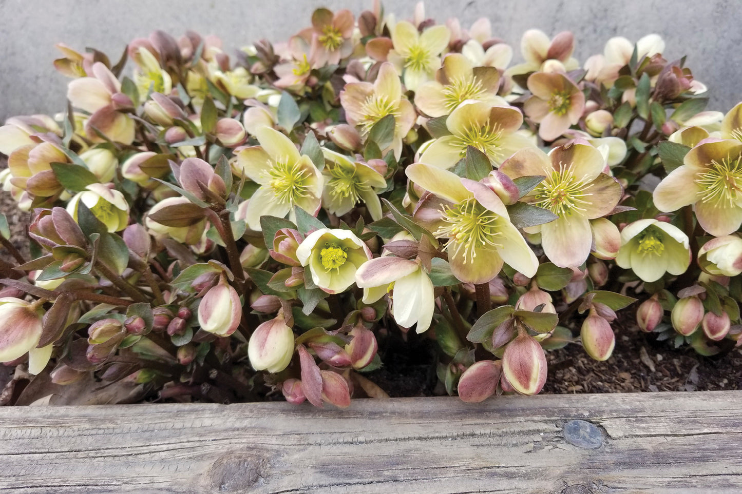 Helleborus 'Candy Love' Lenten Rose Perennial. Upright-Facing Multi-Color Blooms.