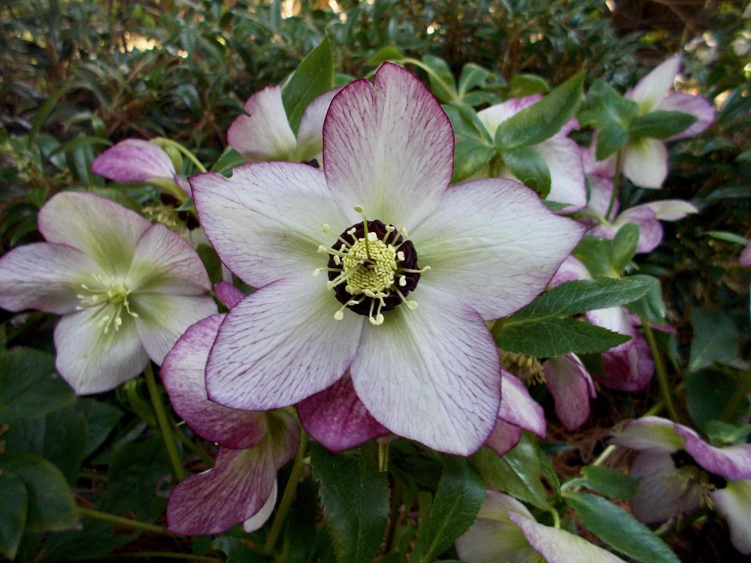 Helleborus Winter Jewels™ 'Cherry Blossom.' Elegant Pink Hue with Rosy Highlights.