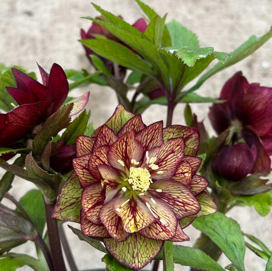 Helleborus 'Childhood Sweetheart Lenten Rose Rare Flowering Perennial.