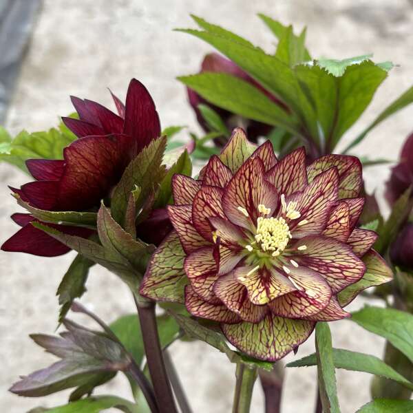 Helleborus WEDDING PARTY® Series Mix. Quick Order Form.