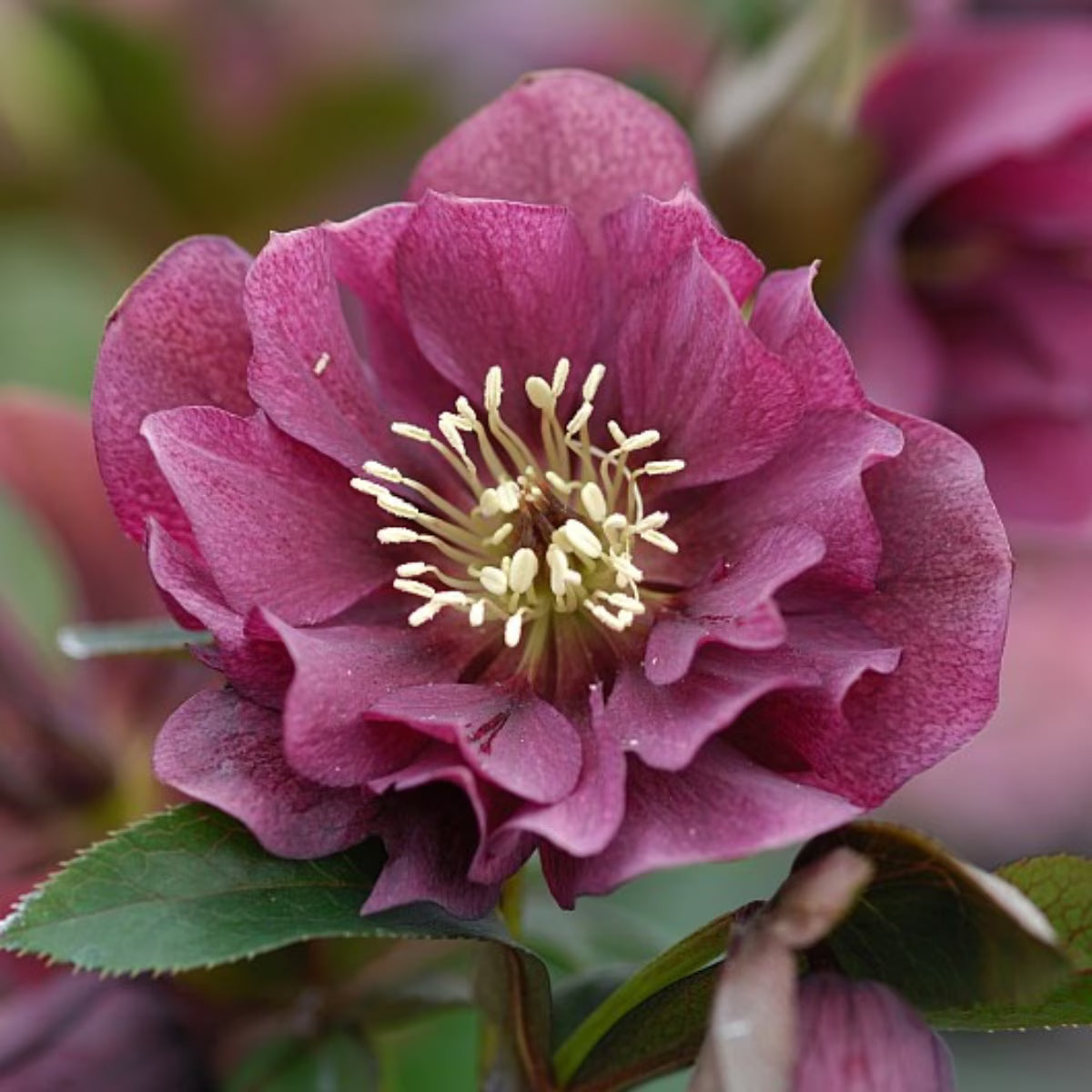 Berbee Bulb Co. / Helleborus 'Orientalis Double Ellen Red'