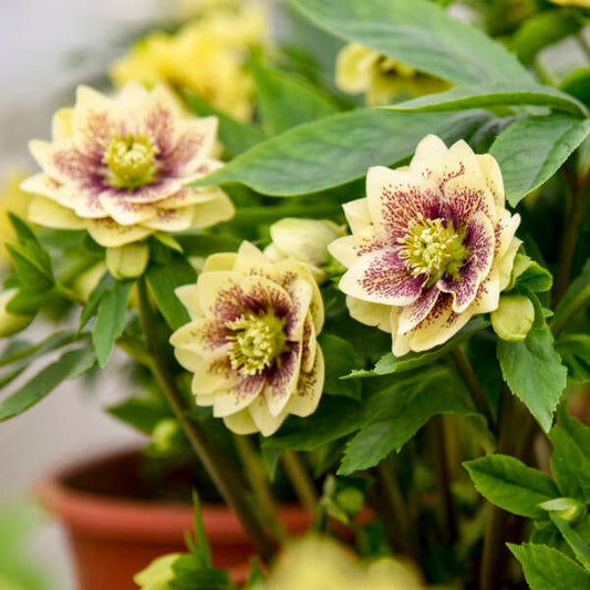 Helleborus 'Father of the Bride' Lenten Rose Perennial. Beautiful Large Yellow Flowers, Burgandy Center.
