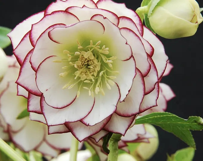 Helleborus Winter Jewels™ 'Fire & Ice.' Stunning Variety Prized for Double White Flowers with Pink Edges.