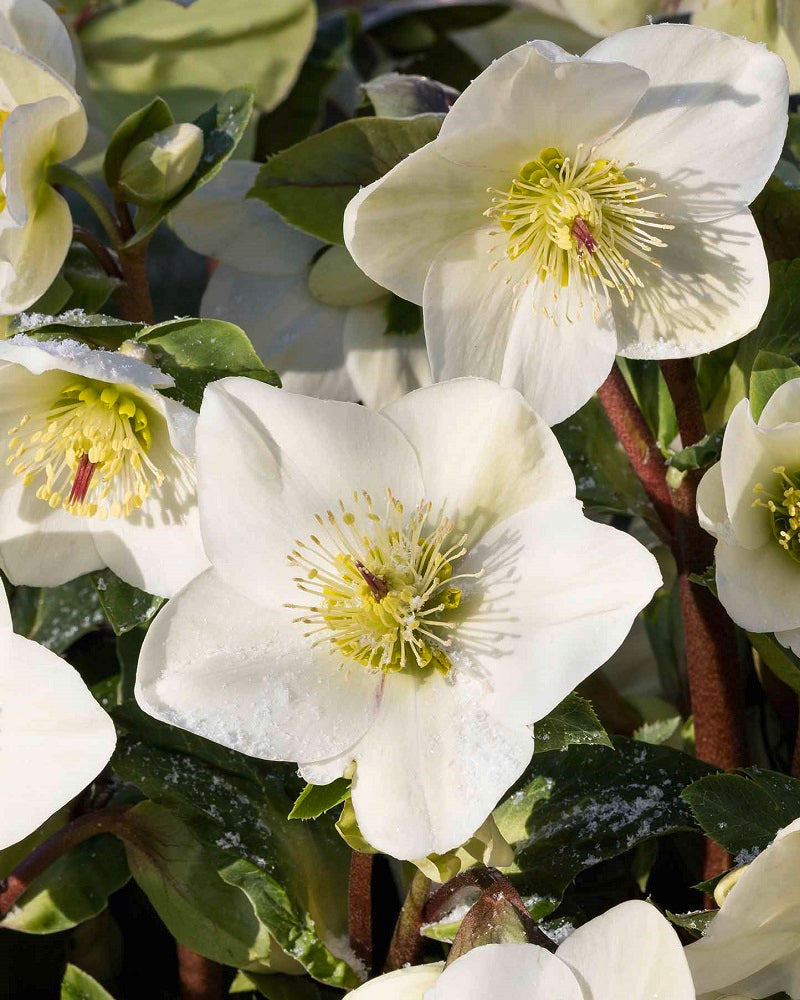 Heuger / Helleborus Ice N' Roses® White
