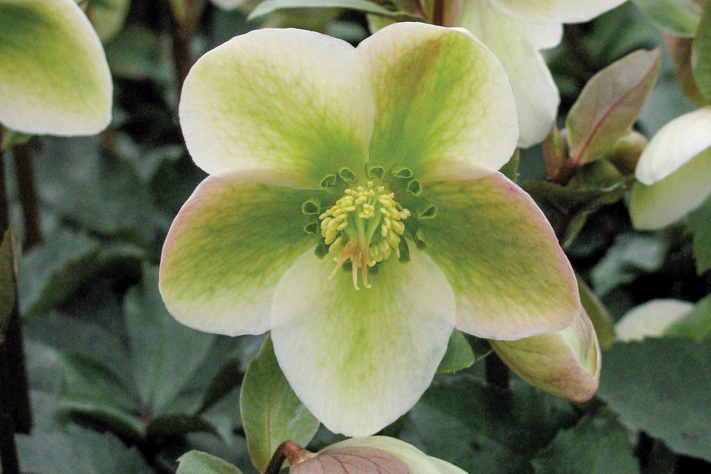 Creek Hill Nursery / Helleborus 'Ivory Prince'