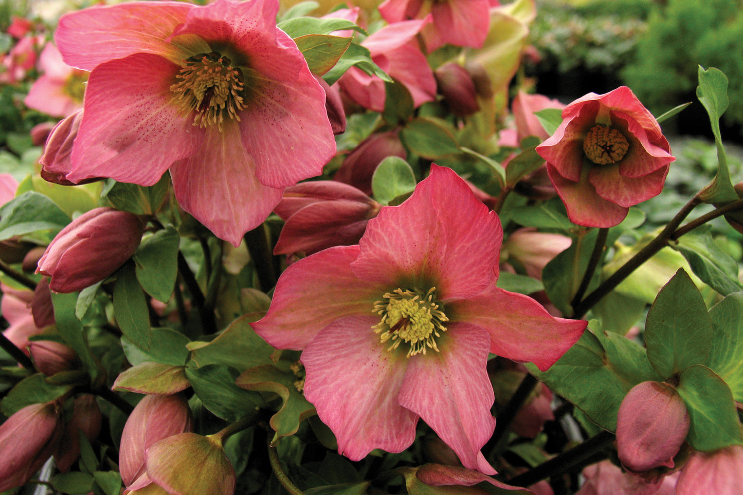 Creek Hill Nursery / Helleborus 'Walburton’s Rosemary'
