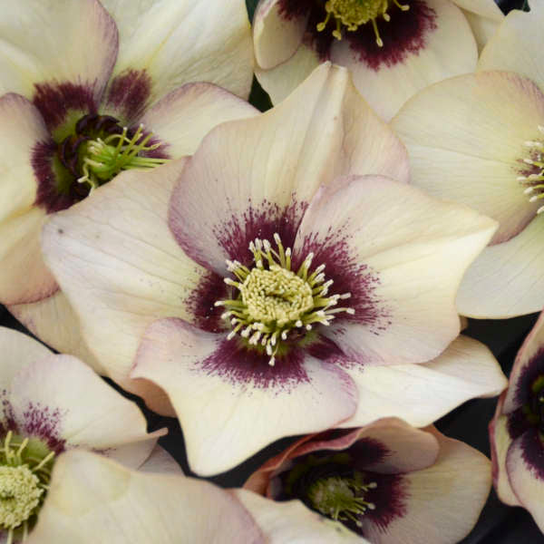 Helleborus 'Sandy Shores' Lenten Rose. Honeymoon Series. Pale Apricot Flowers with Rosy Pink Backs.