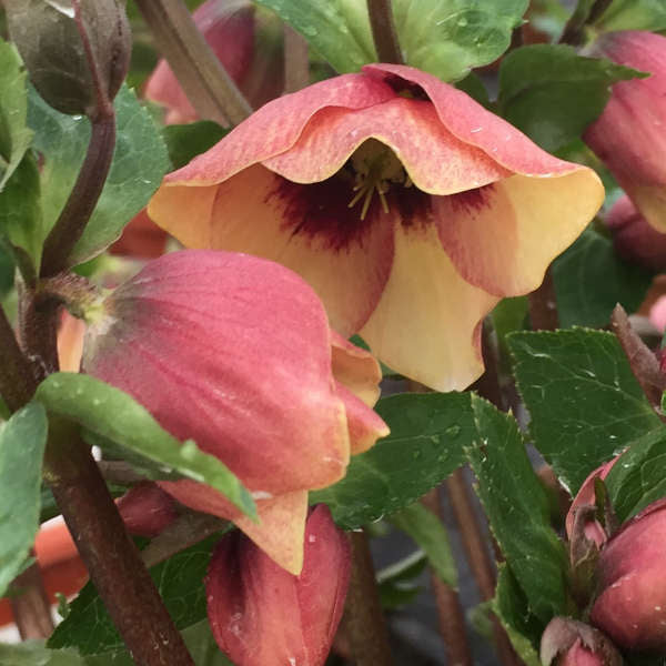 Helleborus 'Sandy Shores' HONEYMOON® Series Lenten Rose. Pale