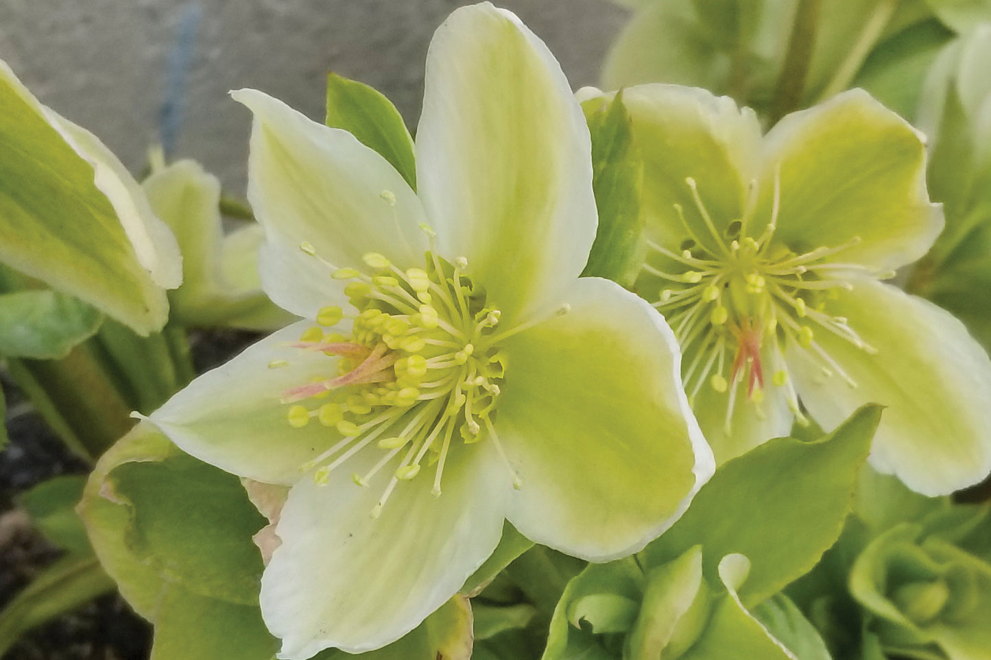 Creek Hill Nursery / Helleborus 'Snow Love'
