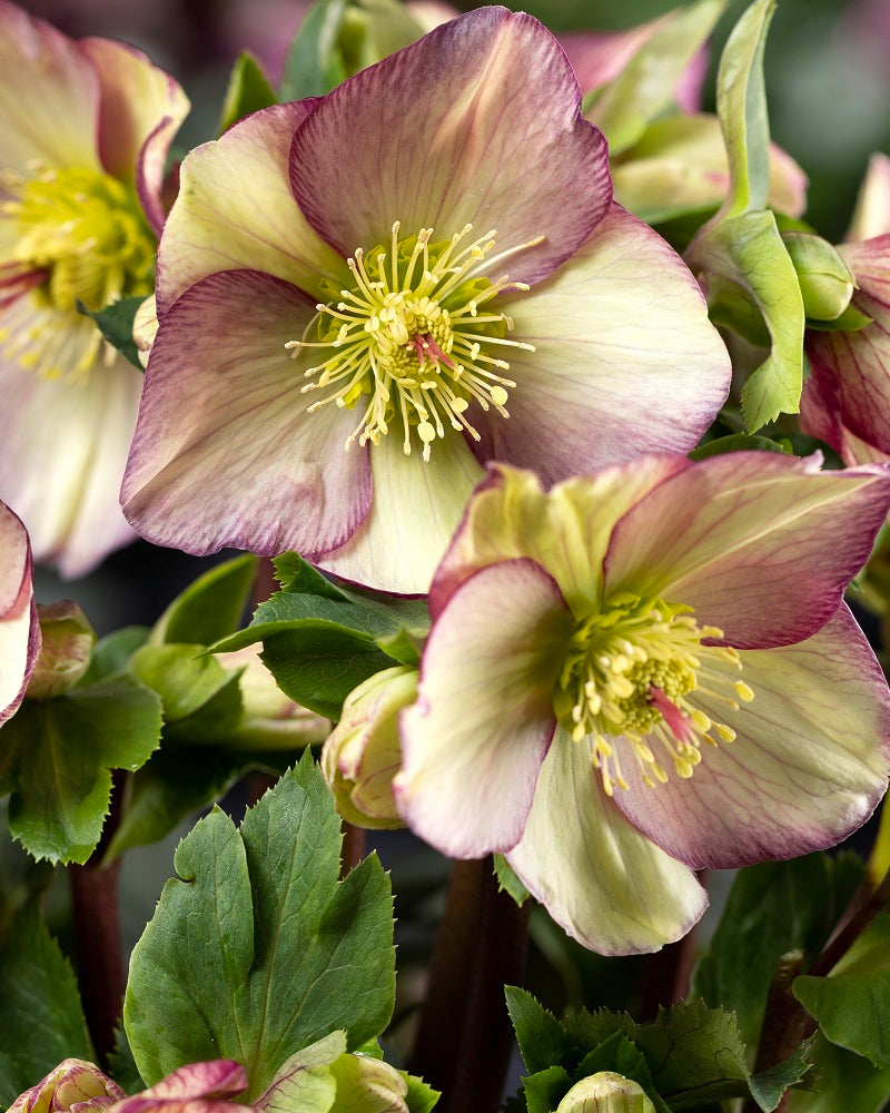 Heuger / Helleborus Ice N' Rose Purple Sunrise