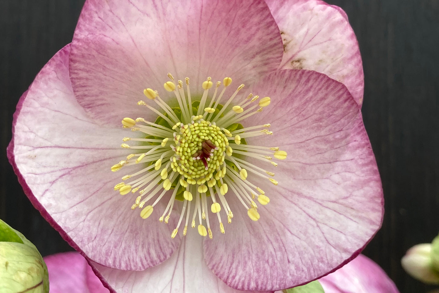 NEW Helleborus 'Valentine Bush' Lenten Rose Perennial. Double-sided Pink Petals. More Upright Variety. Loves Shade.