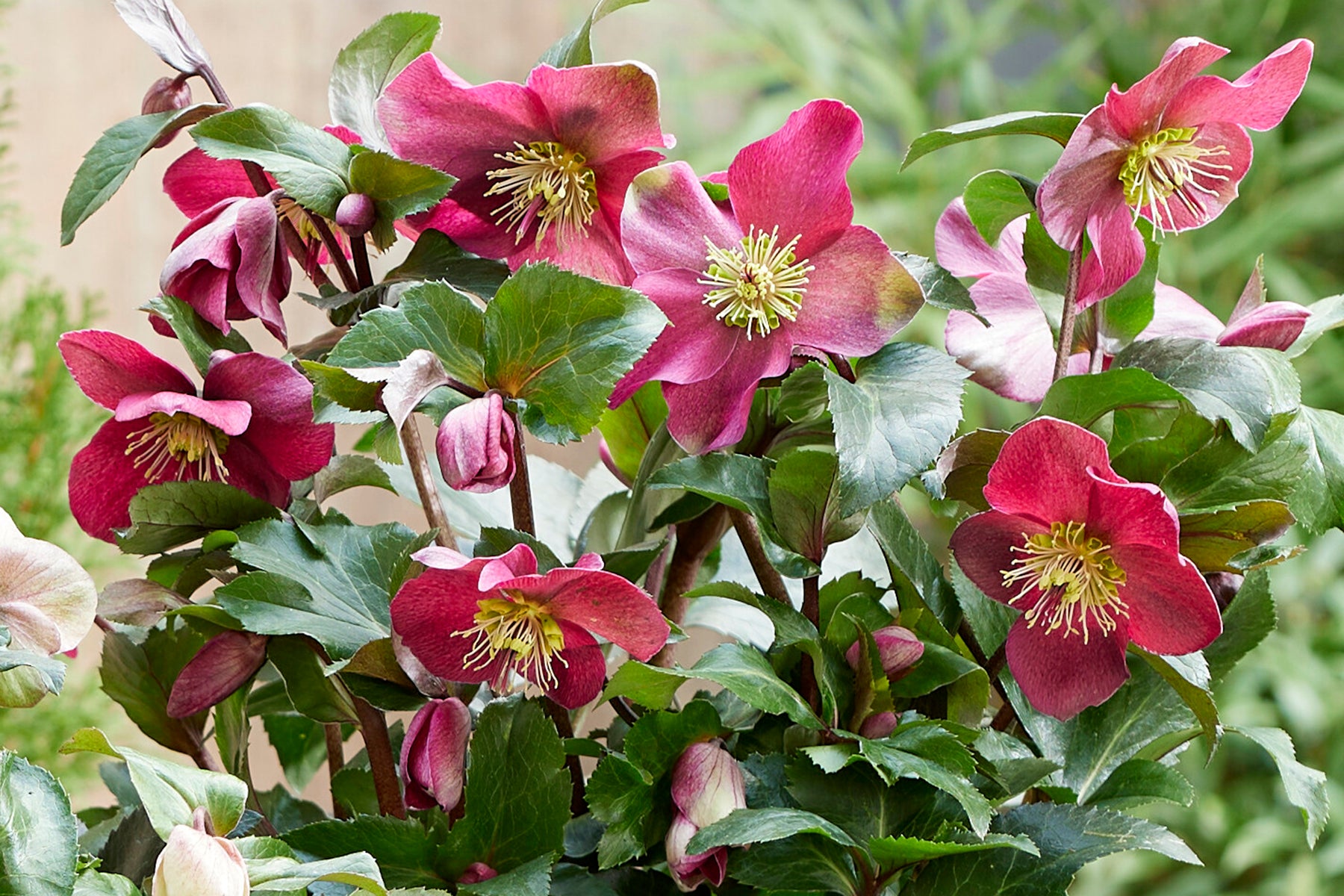 Helleborus 'Winter Sparkle Red' Lenten Rose Perennial. Early Bloomer