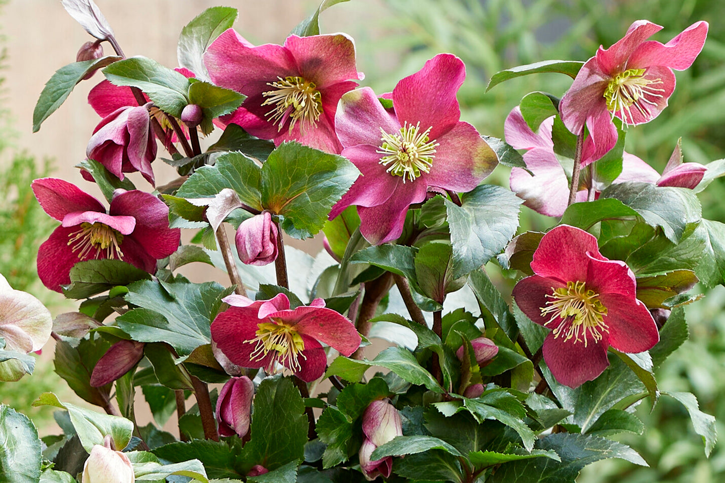 Helleborus 'Winter Sparkle Red' Lenten Rose Perennial. Early Bloomer