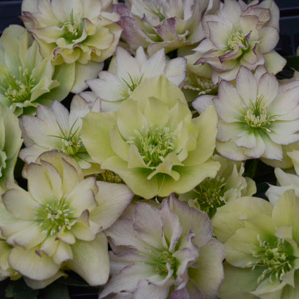 Helleborus 'First Dance' Lenten Rose Perennial. Rare and Transformative.