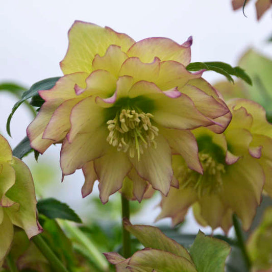 Helleborus 'First Dance' Lenten Rose Perennial. Rare and Transformative.