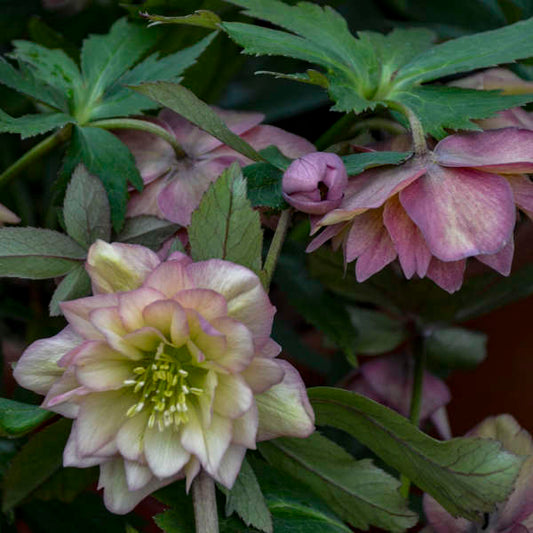 Helleborus 'Mother of the Bride' Lenten Rose Perennial