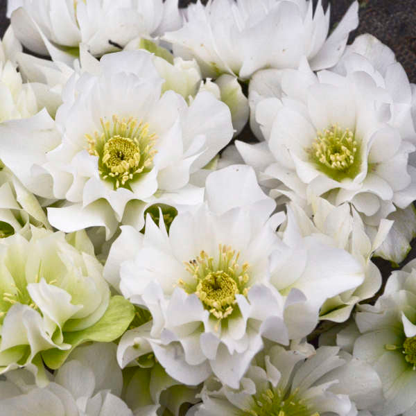 Wedding Bells Helleborus