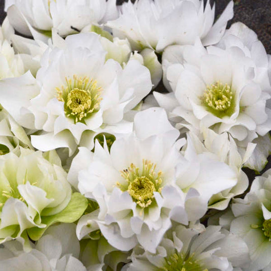 Wedding Bells Helleborus