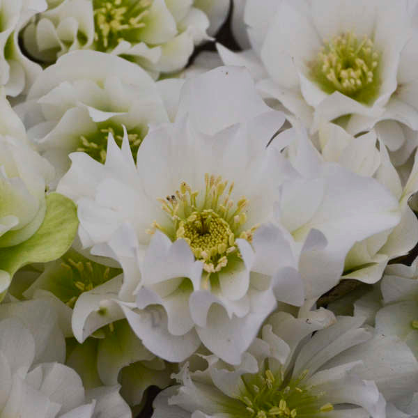 Helleborus 'Wedding Bells' Lenten Rose Perennial. Beautifully Delicate.