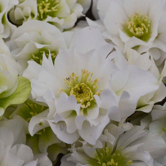Hosta King Hellebore Bomb: The WEDDING PARTY® Series