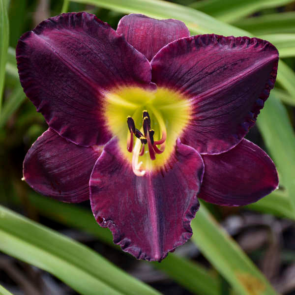 Hemerocallis 'Bela Lugosi' Daylily Starter Perennial. Stunning True Purple. Easy to Grow. Loves Sun.